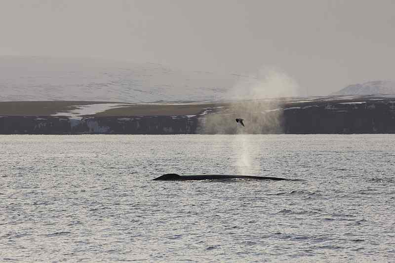 Blue whale spouting and seagull flying through the mist