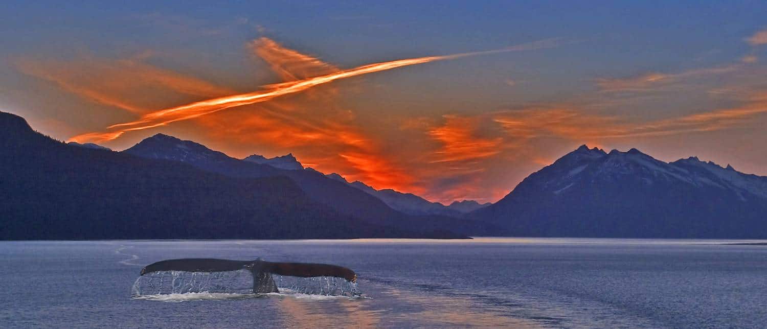 Walfluke vor Sonnenuntergang an der norwegischen Küste